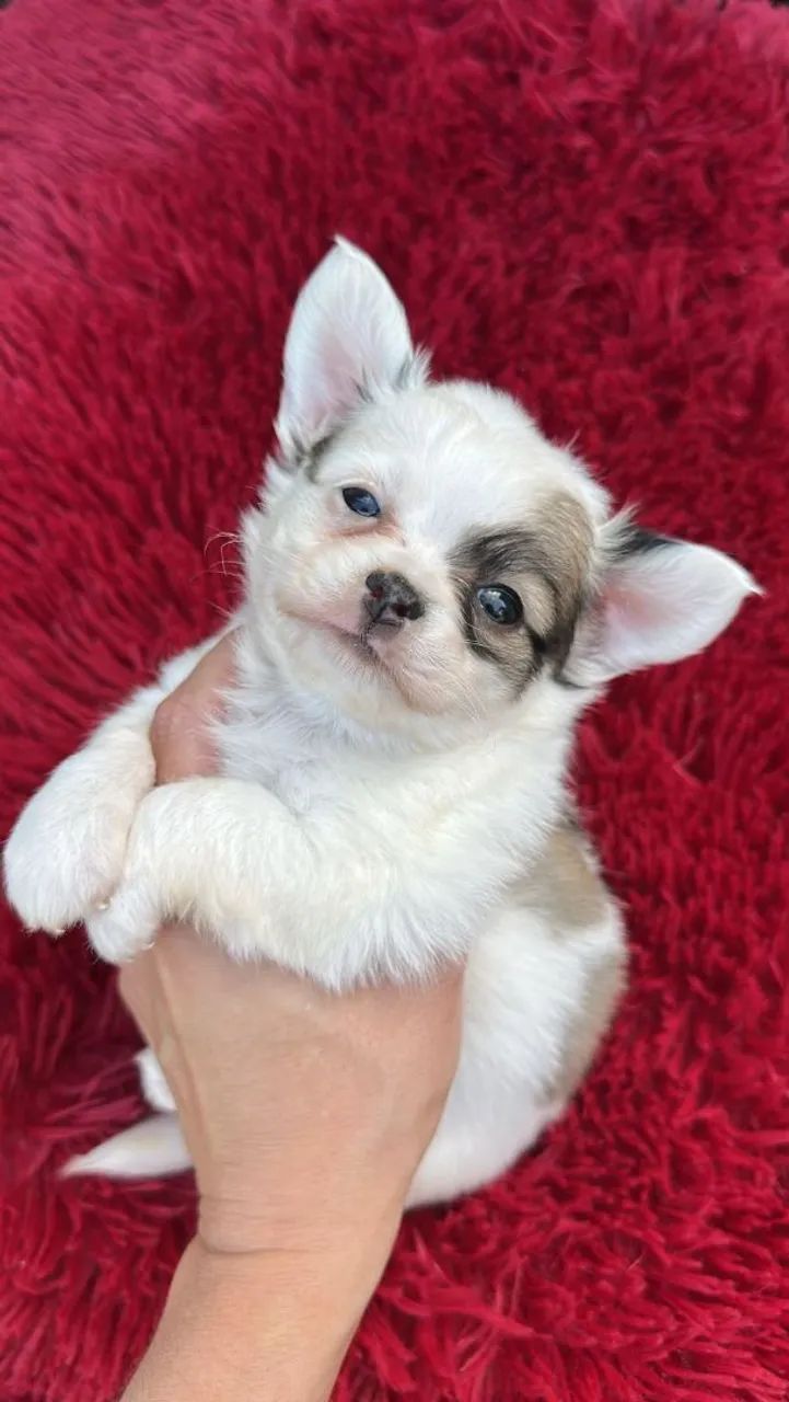 Chihuahua de pelagem longa. Um lindo piratinha tricolor para encantar seu coração!