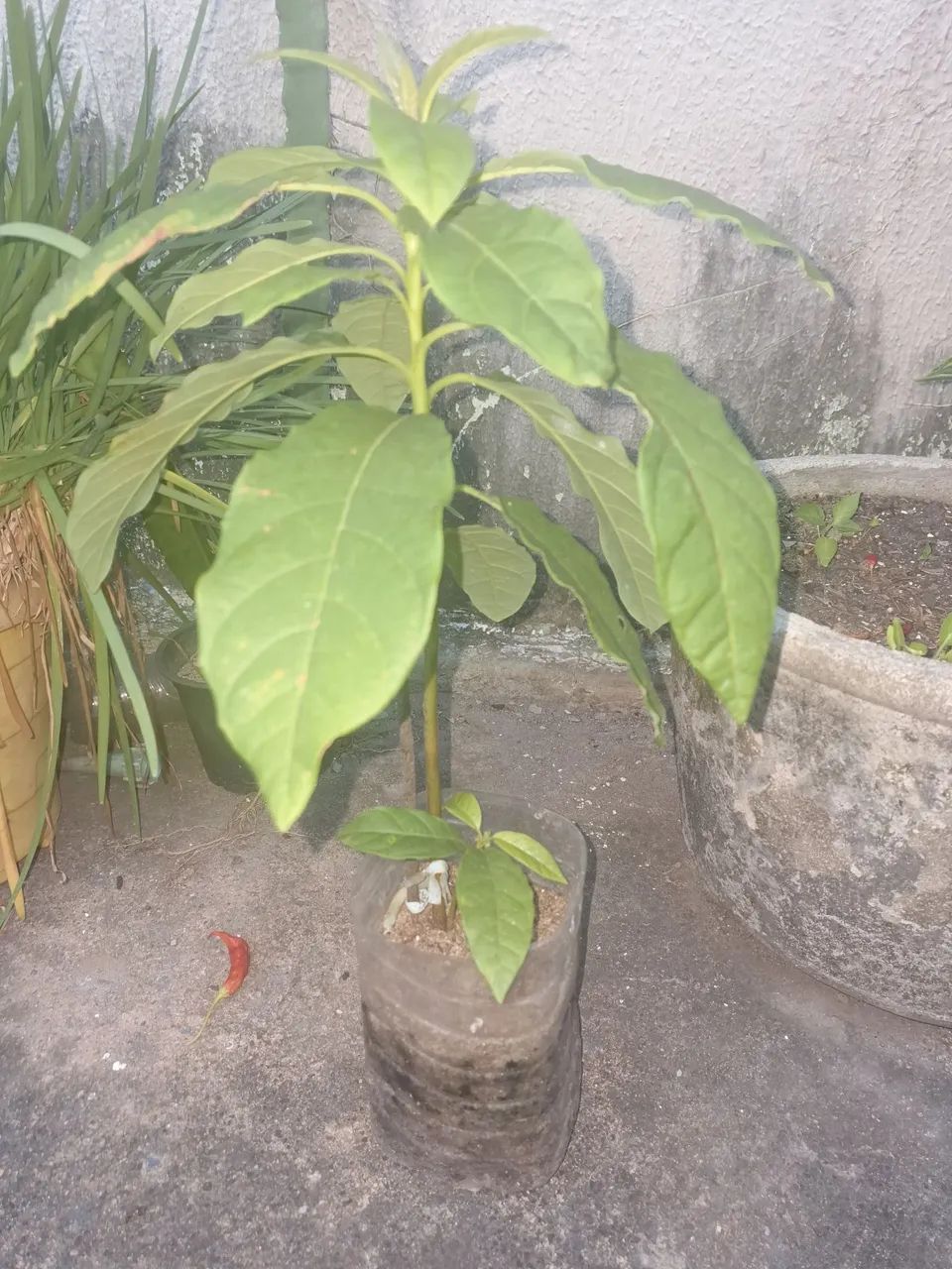 Muda de Abacate - Foto 2