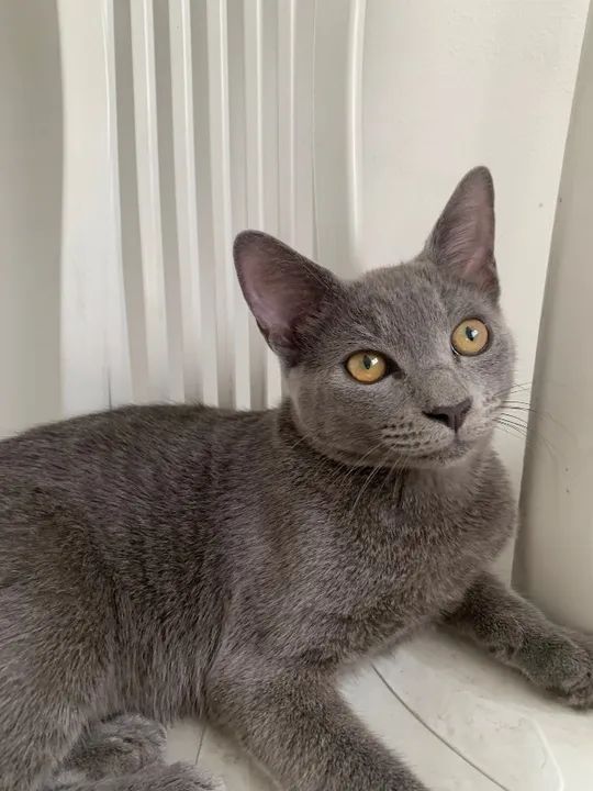 Gato 100% cinza para adoção - Foto 3