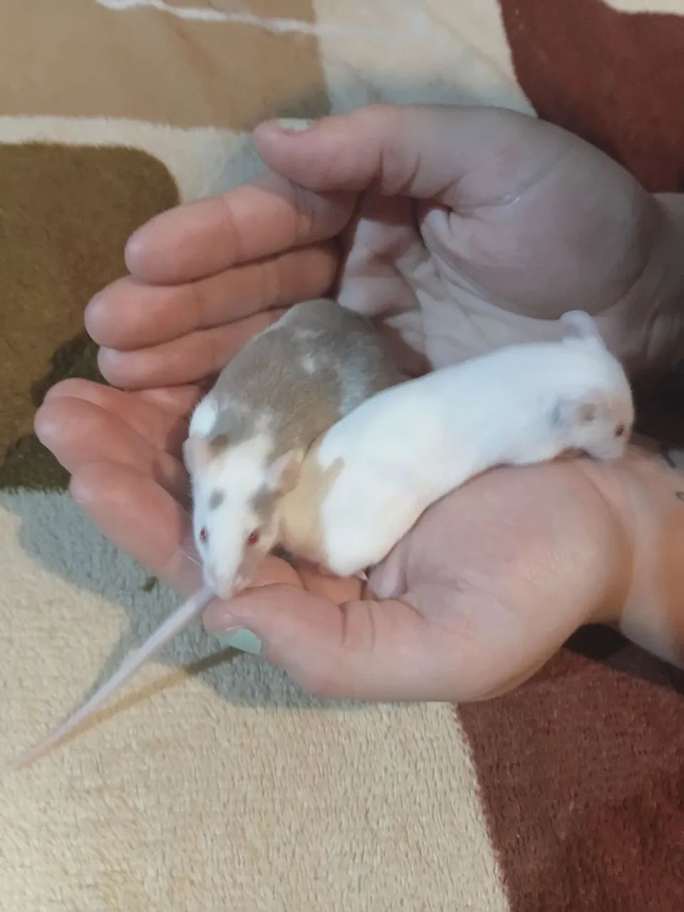 Vendo rato de laboratório 30 reias cada 