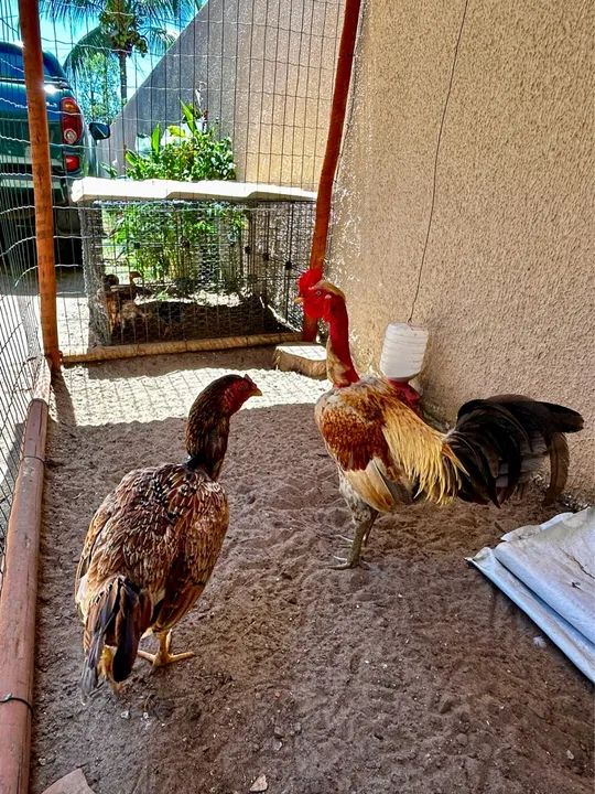 CASAL GALINHA CAIPIRA