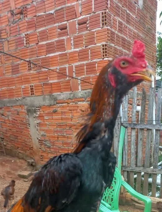 Frango e franga  de procedência  de  Campeão!