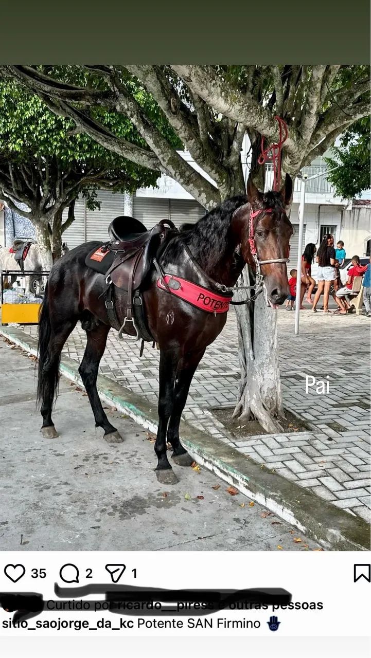 Potro MM registrado  - Foto 3