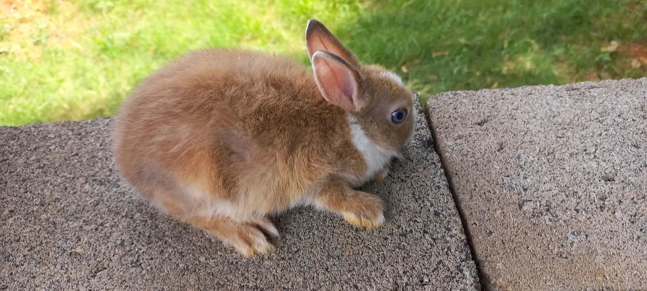 Lindos e disponíveis 
