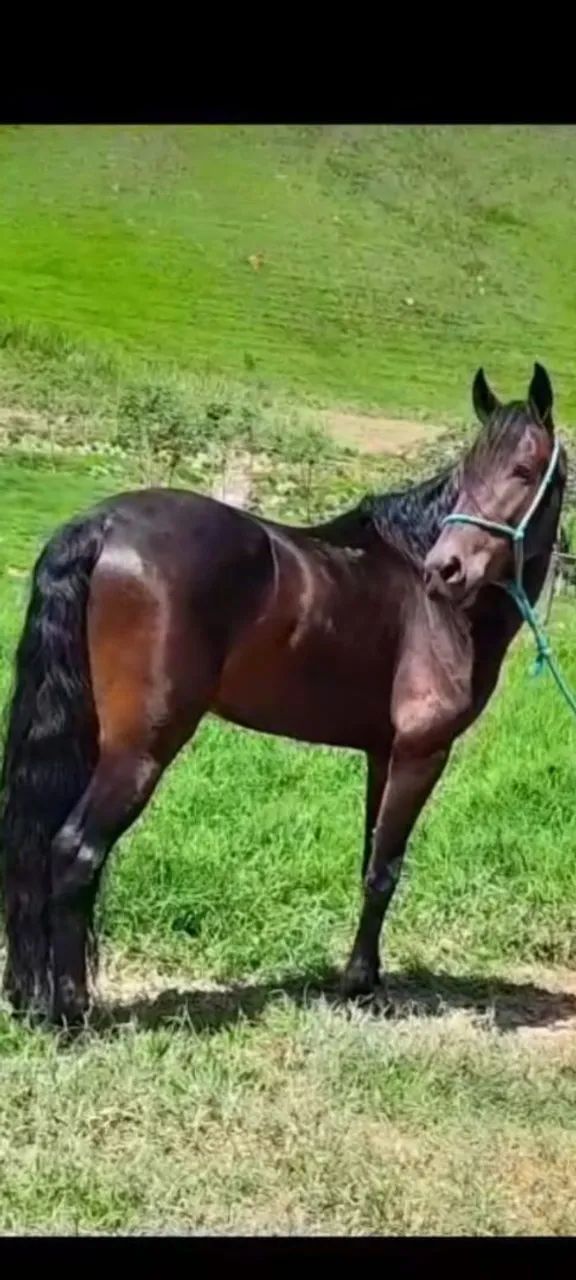 Vendo Cavalo Mangalarga - Foto 2