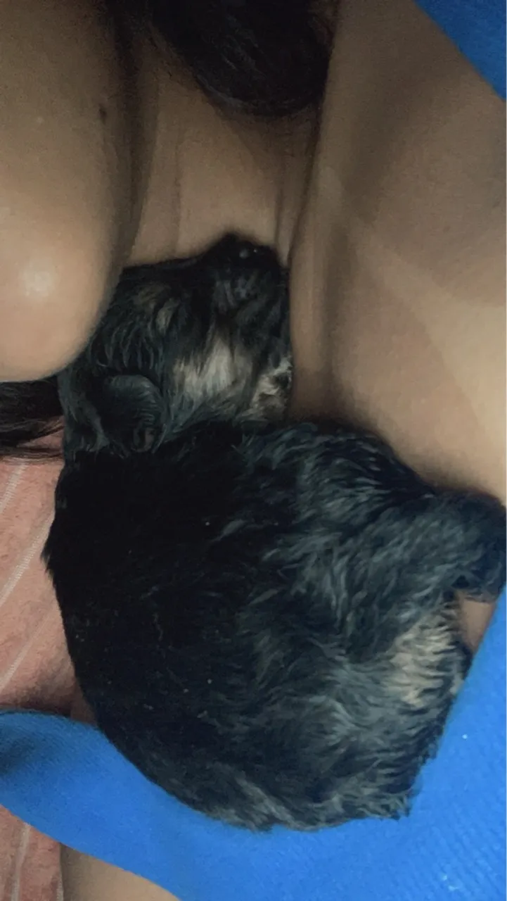 Filhote de poodle para vender