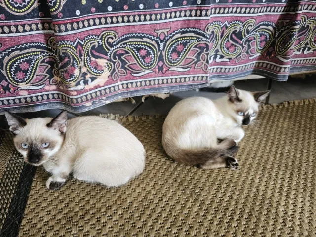 Doando Gatos Machos e Femeas Lindos !!!!! Entregamos Aproveite !!!!