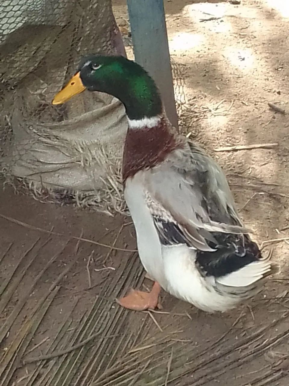 Galo e Marrecos - Foto 2