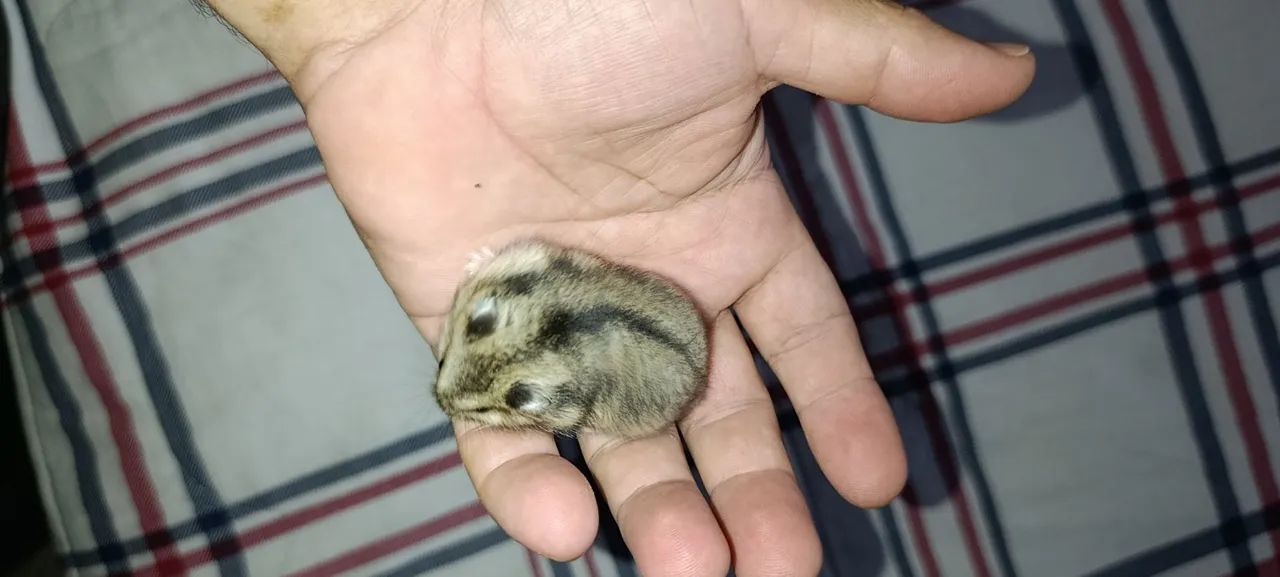 Selling a 30-day-old Russian dwarf hamster...64961617367427120