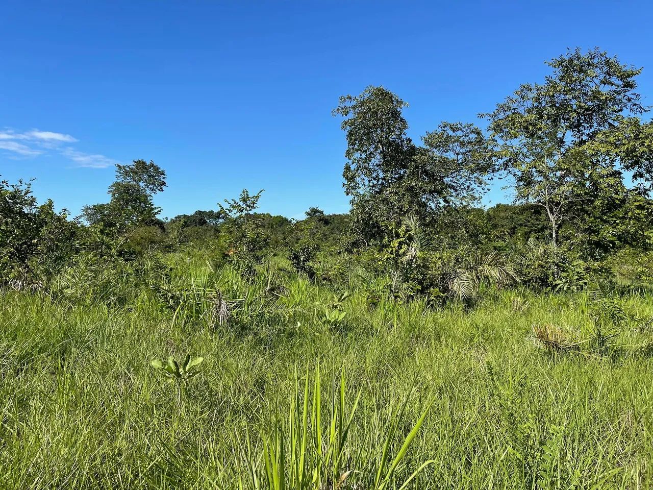 vendo fazenda na regiao de natividade fazenda de dupla aptidão. - Foto 5