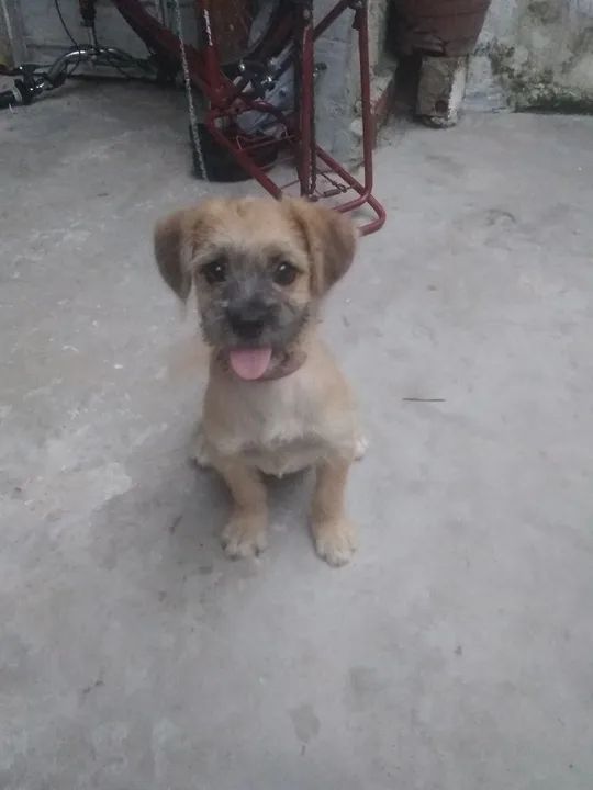 Doar se z sudeste esse filhote