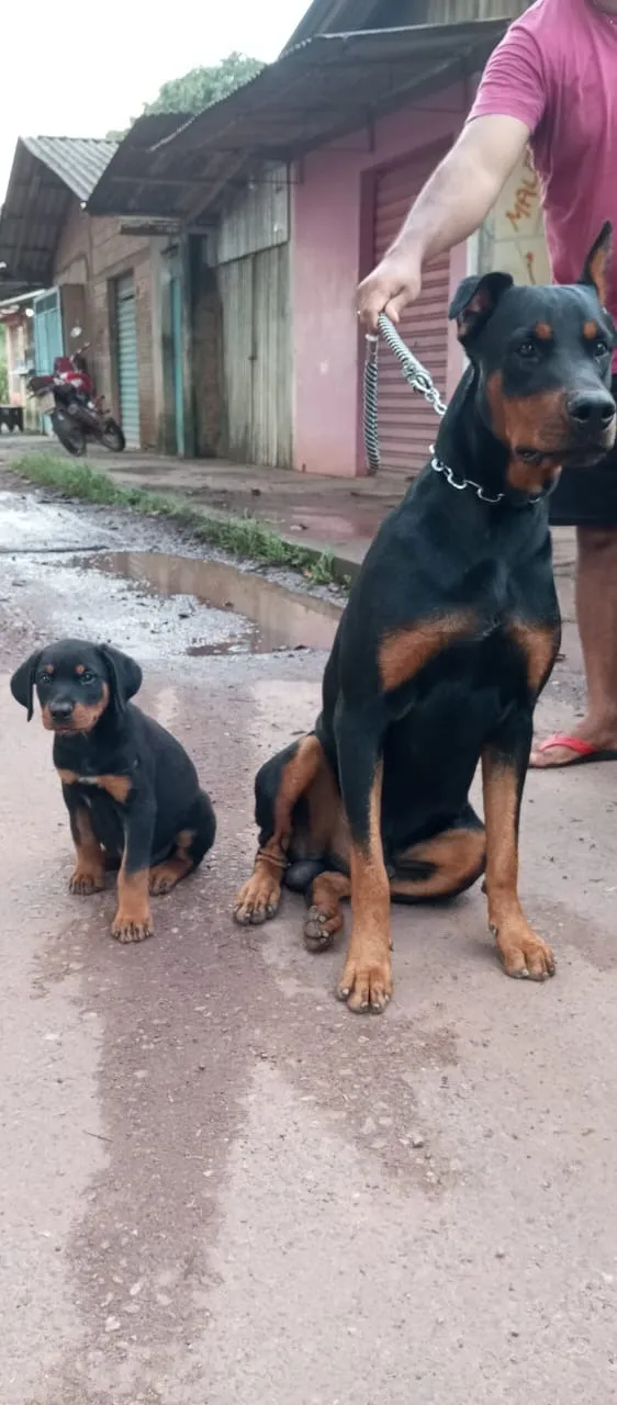 Filhotes de Doberman