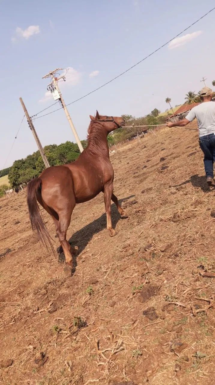 CAVALO MANGALARGA  - Foto 3