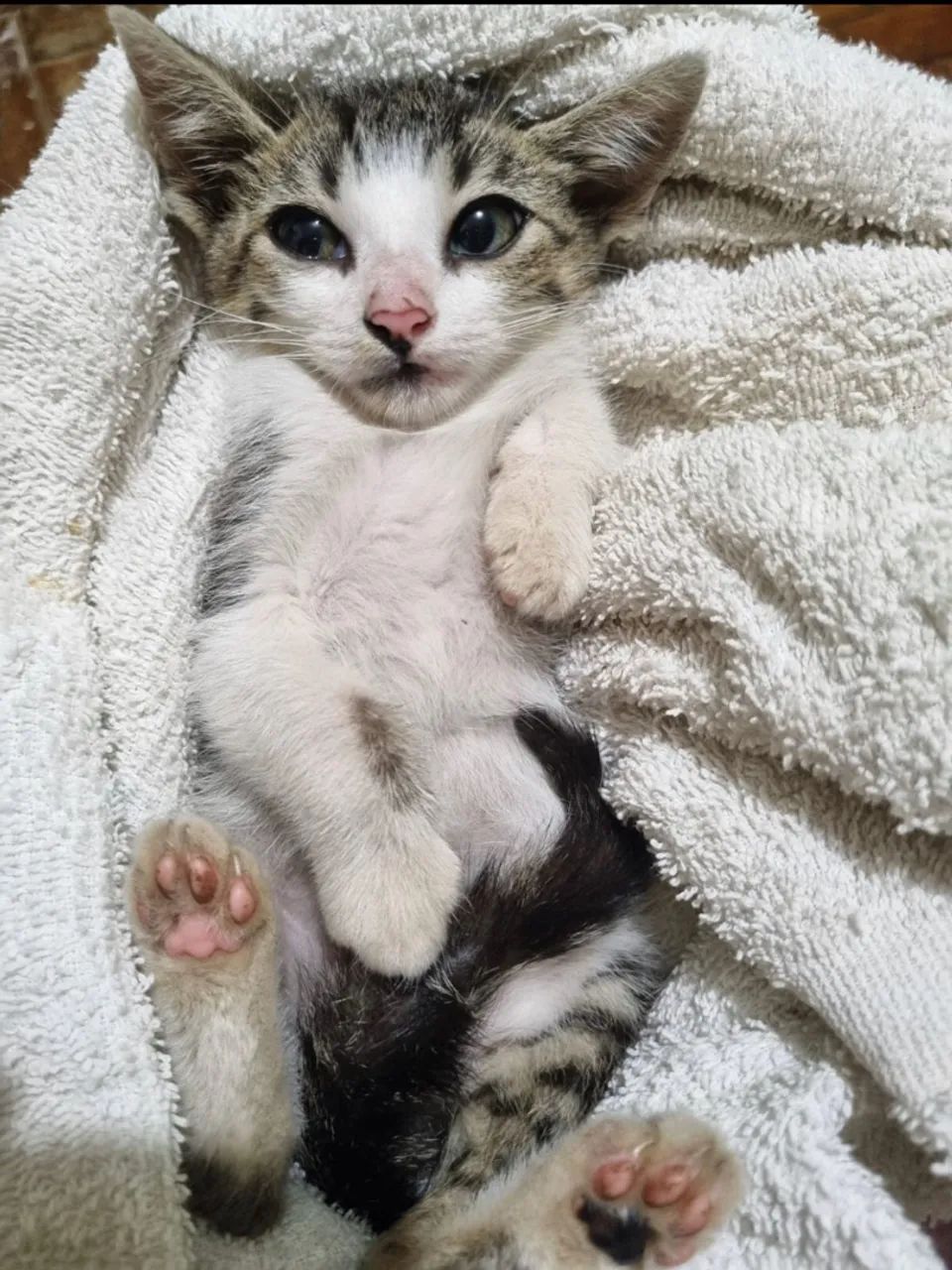 Filhotes de gatos para adoção responsável  - Foto 3