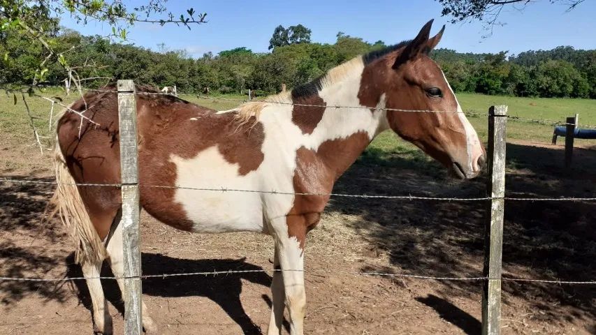 Lindos Potros e Potras Mangalarga Marchador, puro sangue, registrados, várias pelagens. - Foto 5