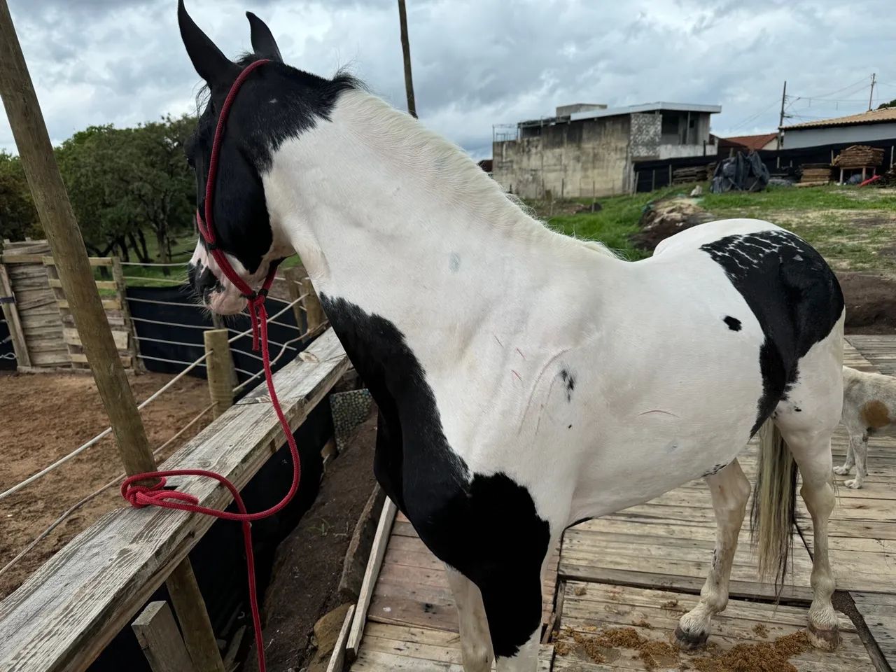 Cavalo mangalarga marchador-lindo dócil  - Foto 5