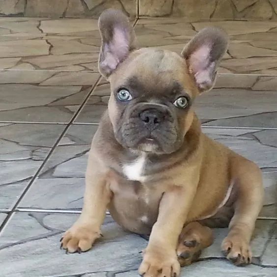 Buldogue Francês Filhotes na Cor cinza, bicolor, creme - Foto 4