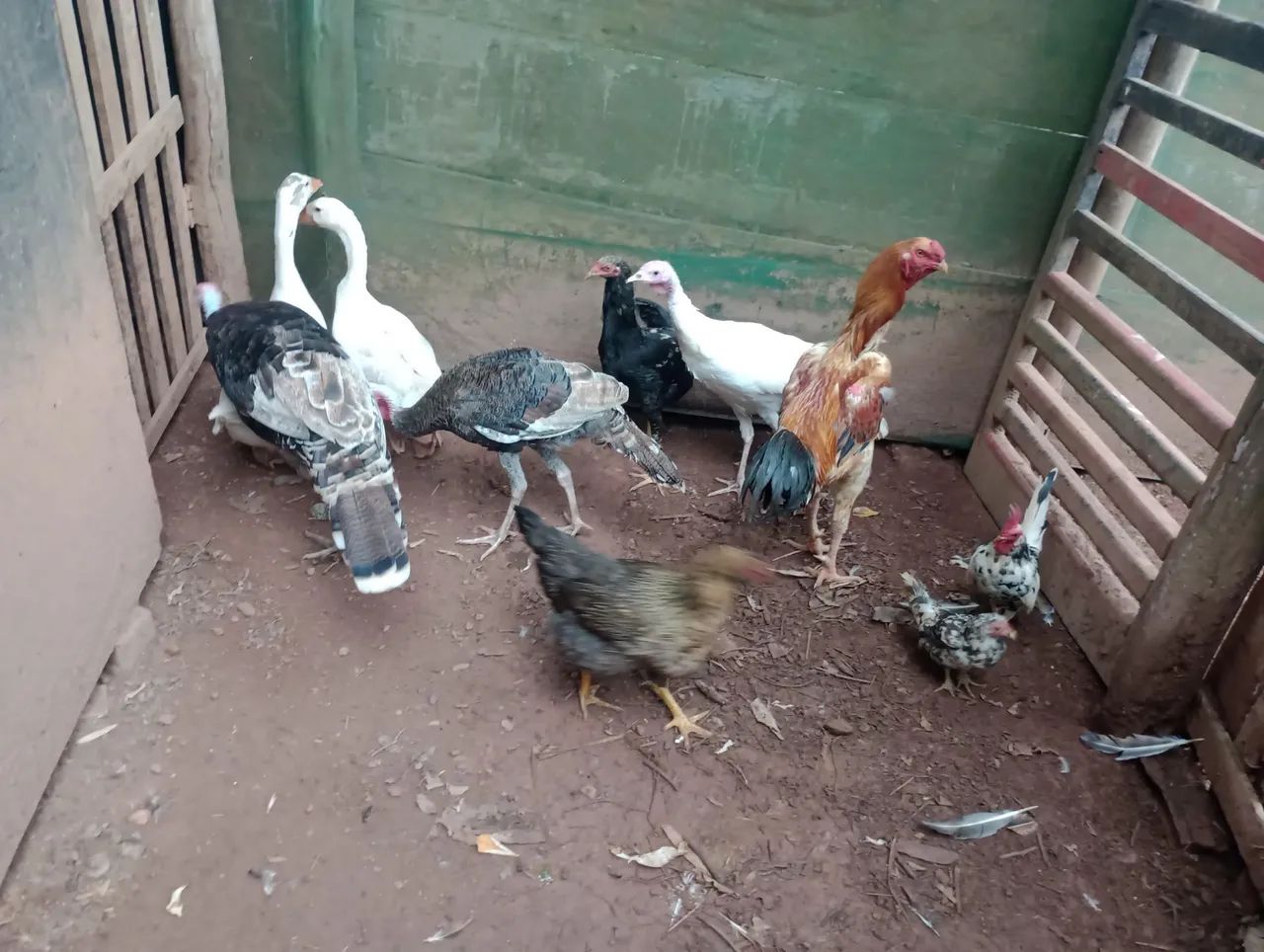 Frangos e Peruas para venda - Foto 2