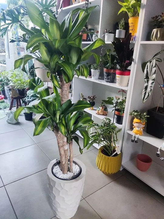 Planta Dracena Marginata em Vaso - Foto 2