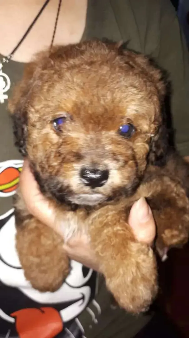 Poodle c maltes Respondo pelo WhatsApp 997018O71