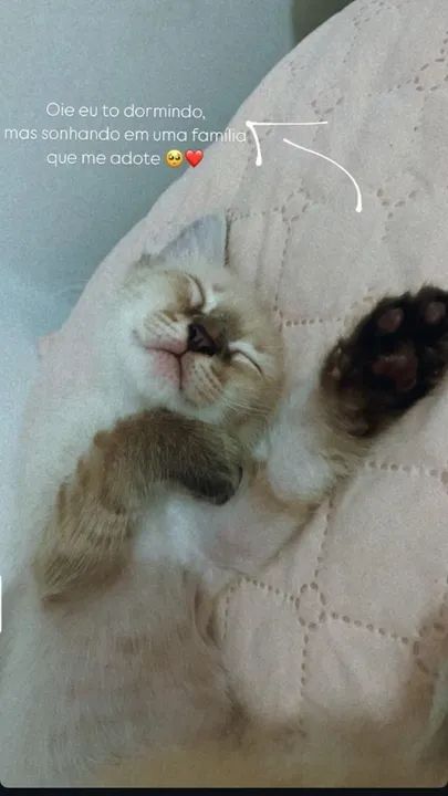 Bebezinho lindo para Adoção Responsável.  - Foto 4