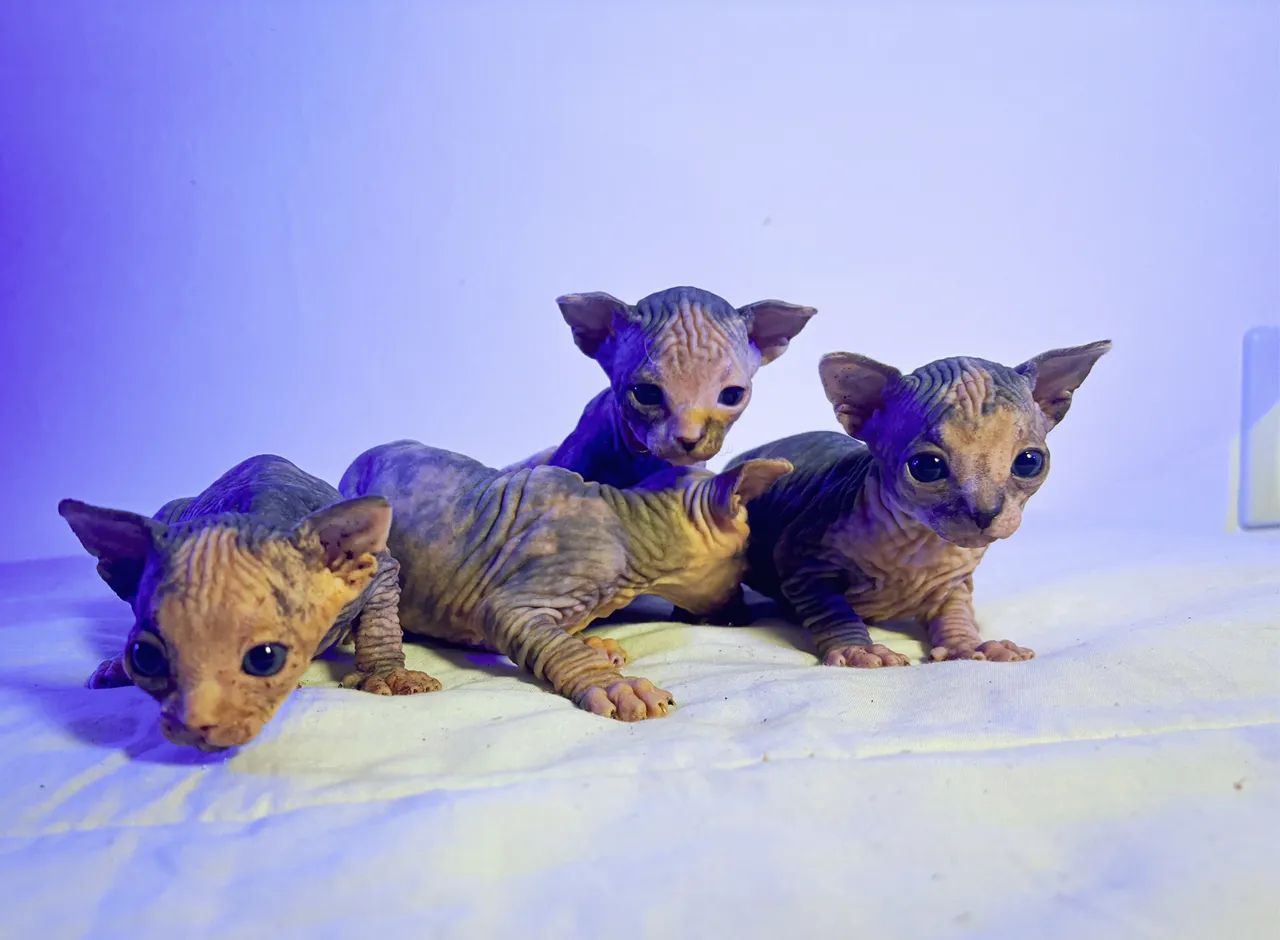 Sphynx - gato sem pêlo