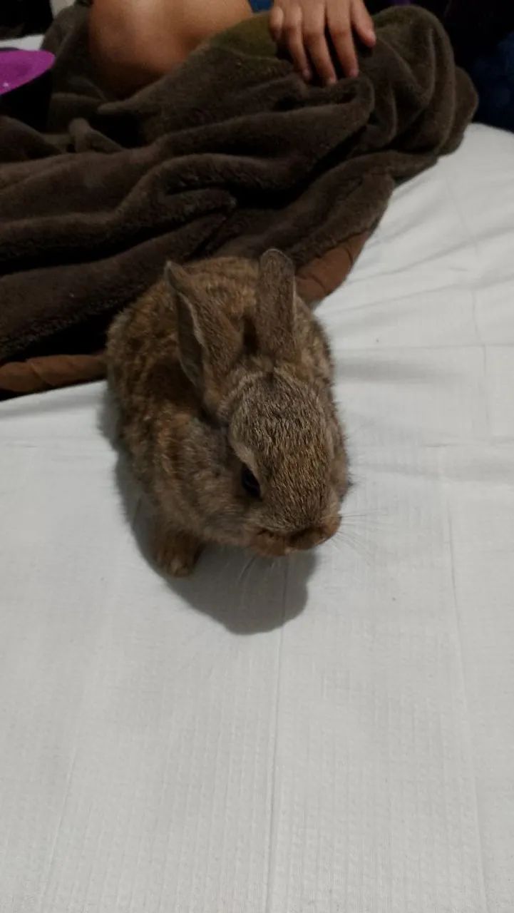 Coelhinho fofinho dócil muito manço 
