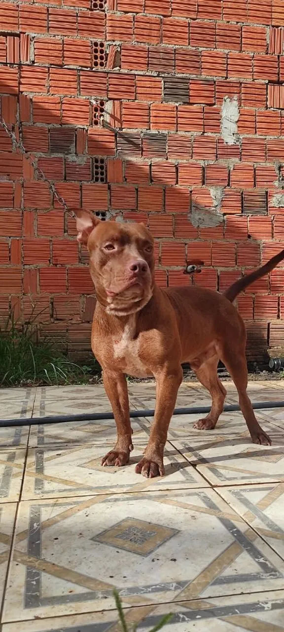 Filhote Pit bull