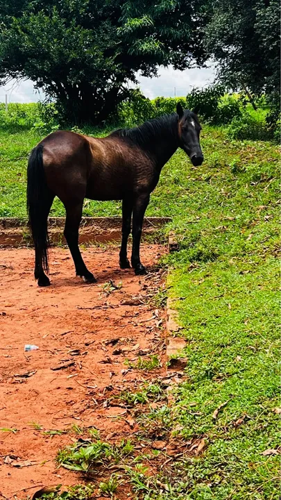 Potro Quarto de Milha para venda