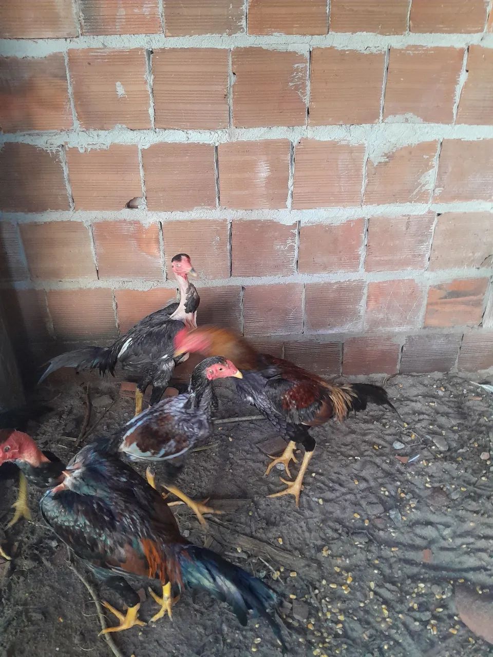 Frangos para venda 80 e70 cada - Foto 5