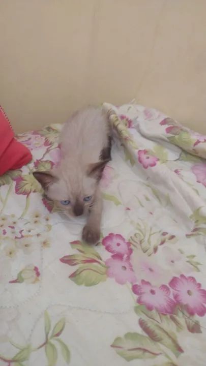 Gatinhos para adoção  - Foto 5