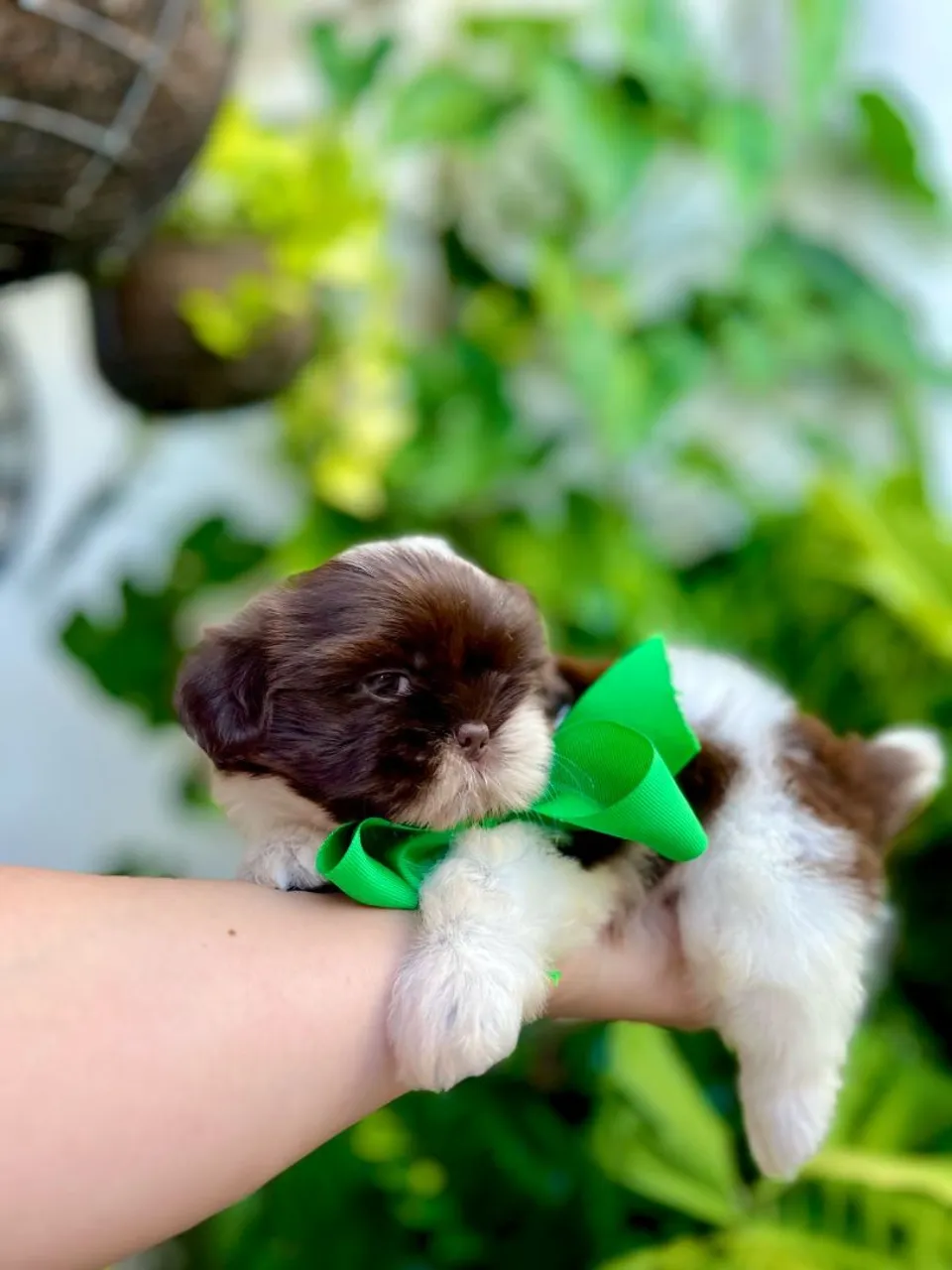 Filhote Shih Tzu - Fofinho e Carinhoso