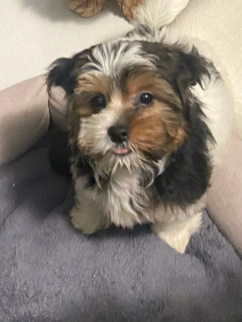 Biewer Yorkshire Terrier filhote - Foto 3