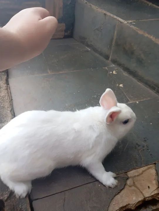 Coelhinho branco fofinho macho adulto mini coelho Nertherland  - Foto 5