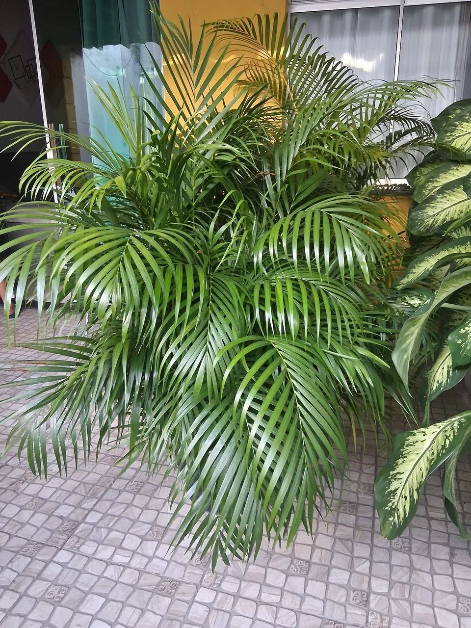 Lindas plantas e enormes  - Foto 2