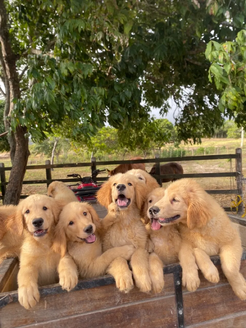 Golden Retriever