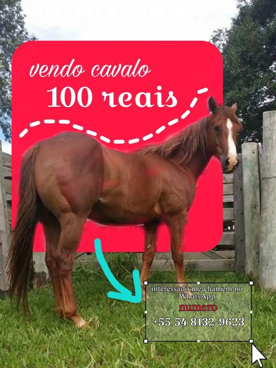 Cavalo à venda por 100 reais