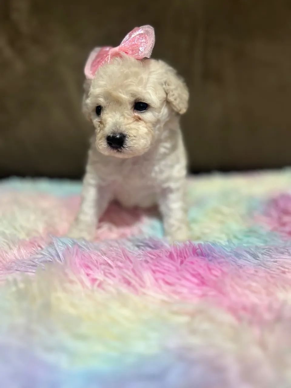 Filhotes de Poodle toy  - Foto 3