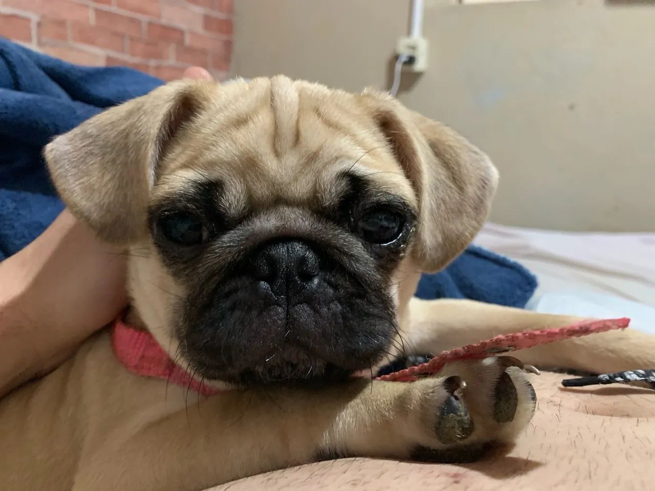 Filhotes de Pug disponível - Foto 2