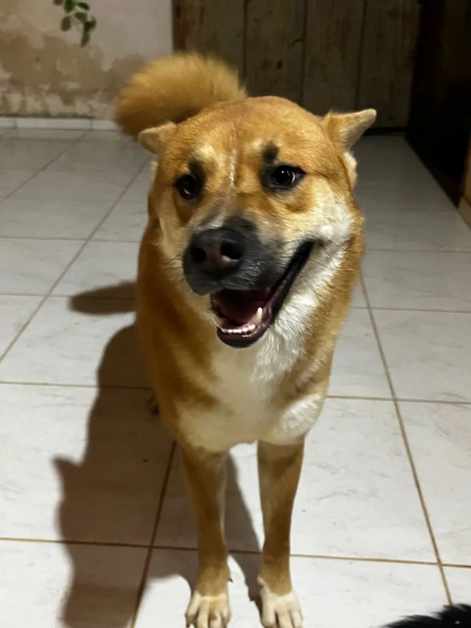 Cachorro lindo para adoção - Foto 5