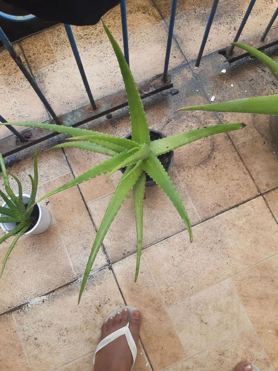 Planta Aloe Vera - Muda