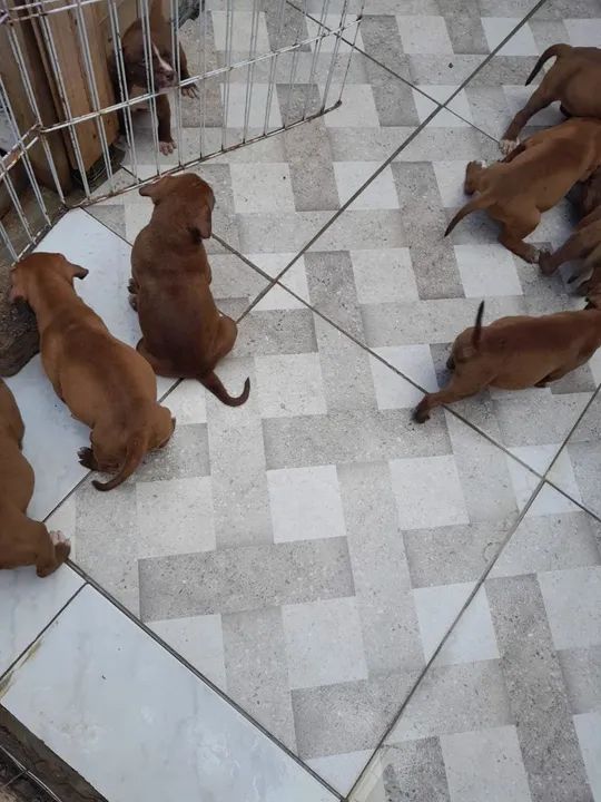 Lindos Filhotes de Pitbull, adquira um amigo dócill. - Foto 3