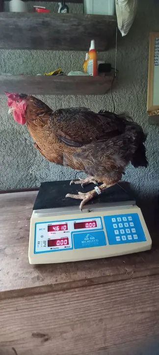 Galinha balão.  - Foto 5