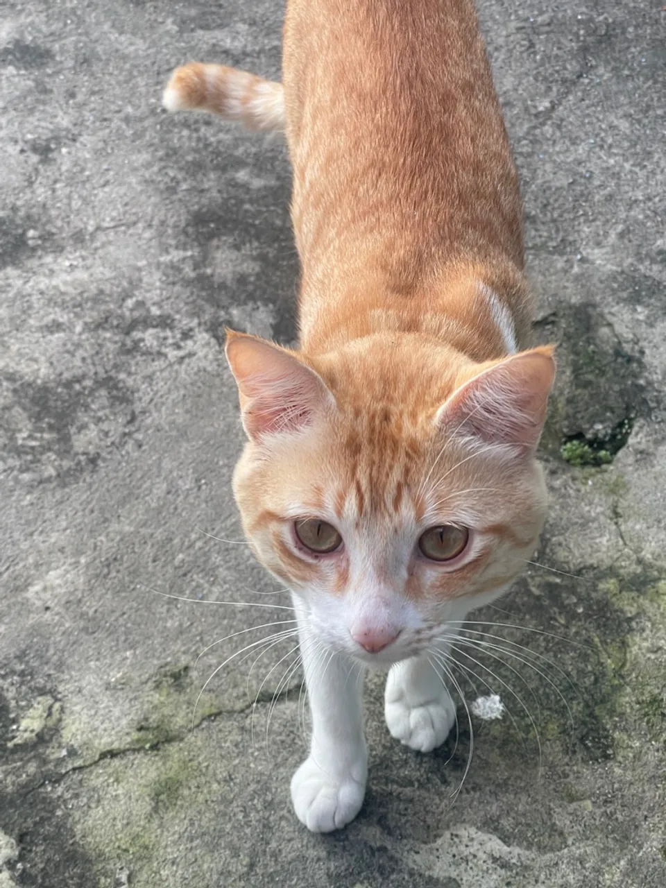 Gato para doação