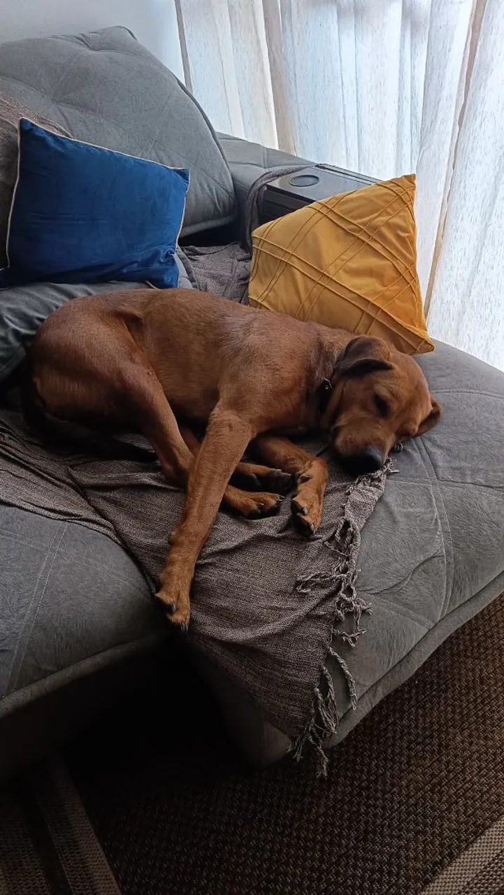 Cachorro Labrador/Fila Porte Grande para adoção responsável