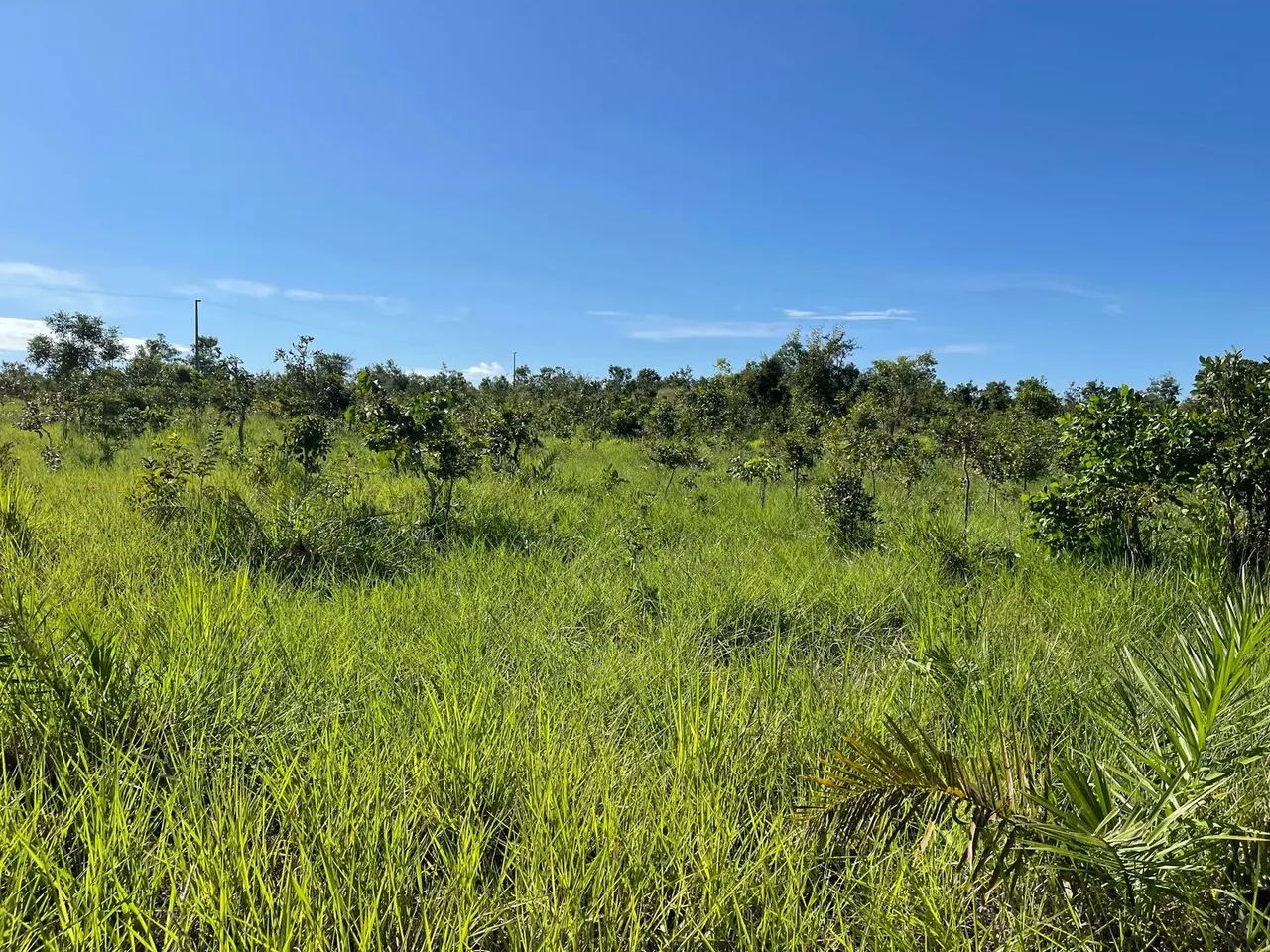 vendo fazenda na regiao de natividade fazenda de dupla aptidão. - Foto 3