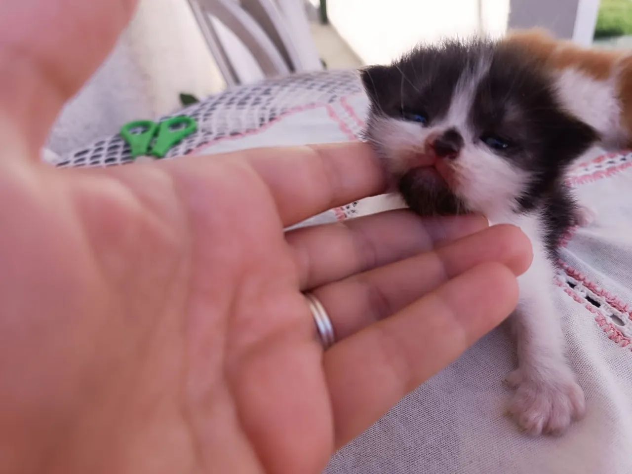 Vendo filhote gato persa - Foto 3