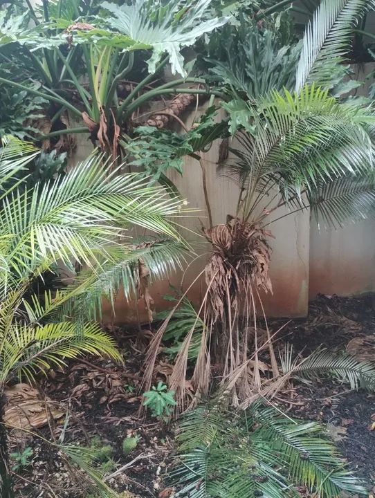 Jardineiro  - Foto 3