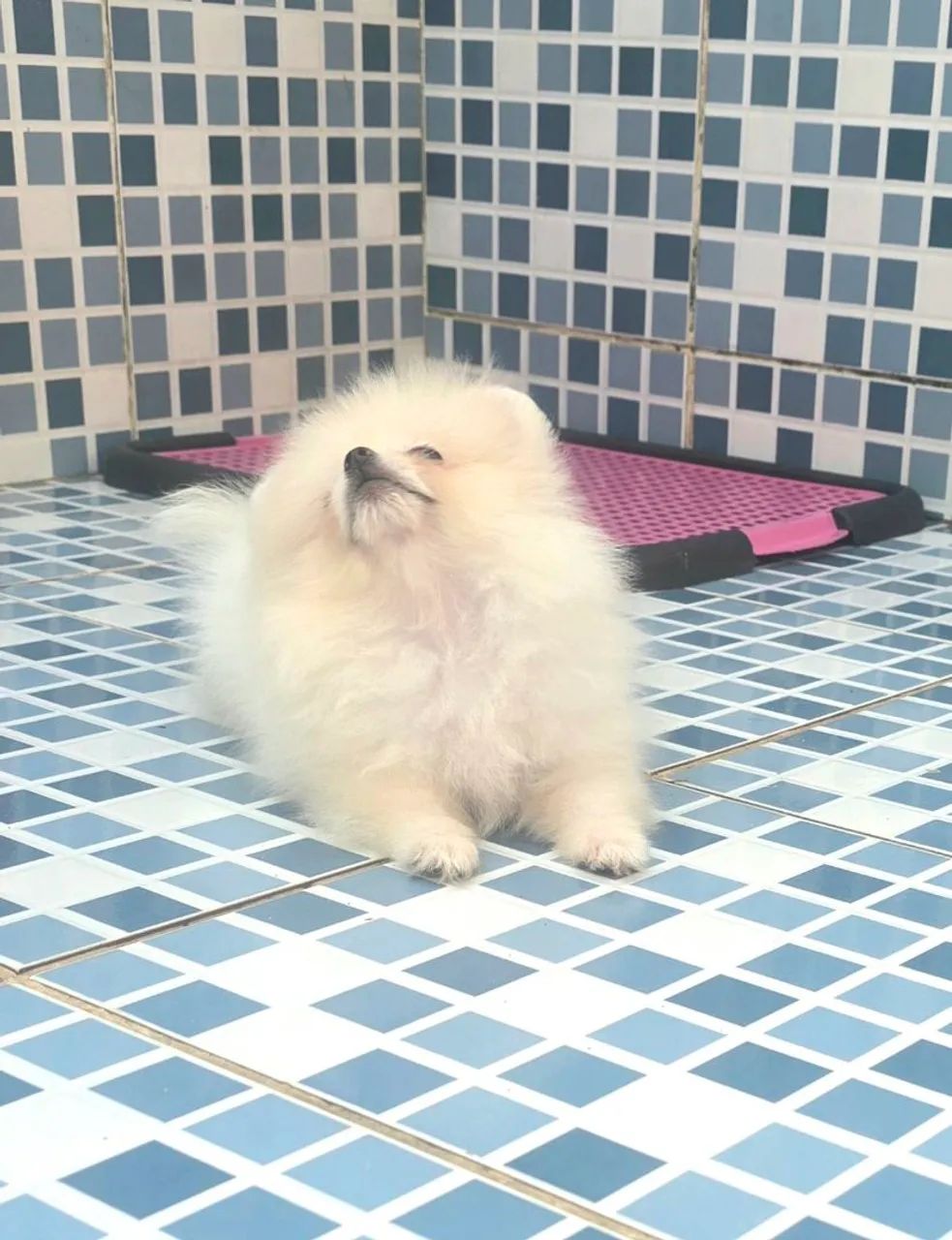 Spitz alemão anão  - Foto 4