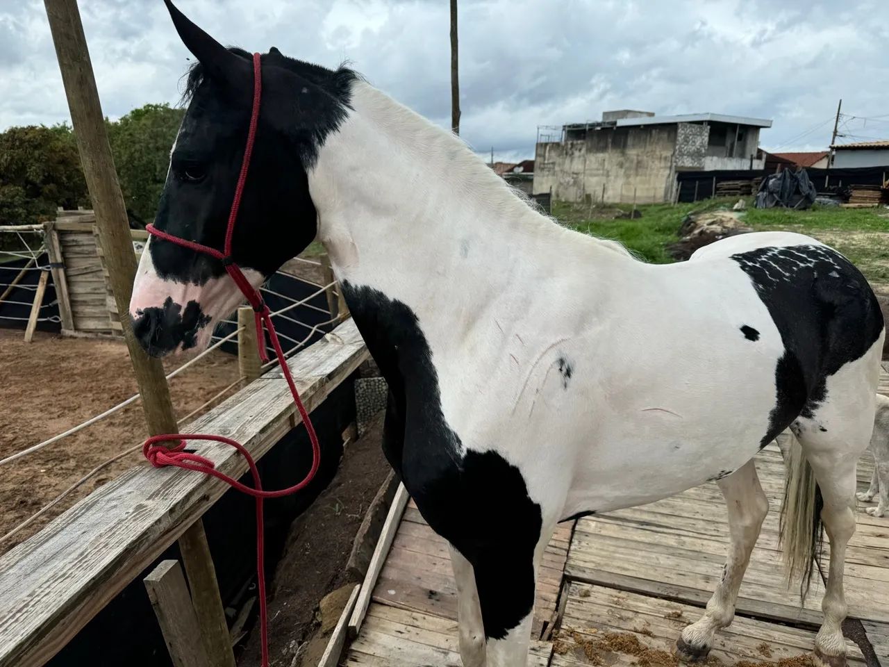 Cavalo mangalarga marchador-lindo dócil  - Foto 4